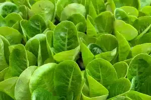 vertical farming pertanian masa depan