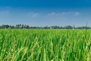Mungkinkah Inilah Rahasia Panen Padi Melimpah? Temukan Dosis Optimal Fungisida Filia 525 SE Untuk Tanaman Padi Anda