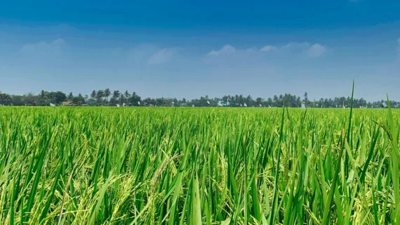 Mungkinkah Inilah Rahasia Panen Padi Melimpah? Temukan Dosis Optimal Fungisida Filia 525 SE Untuk Tanaman Padi Anda