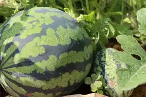 Cara Mengatasi Hama dan Penyakit Tanaman Pada Family Cucurbitaceae