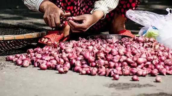Varietas Maserati, Bawang Merah dari Biji Keuntungan Lebih Besar