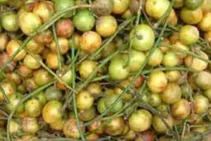 Ini Dia Manfaat Tanaman Menteng untuk Tanaman Obat Herbal