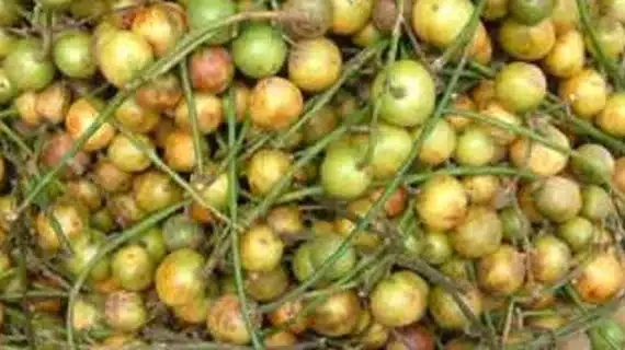 Ini Dia Manfaat Tanaman Menteng untuk Tanaman Obat Herbal