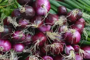 Pupuk Berimbang Pada Tanaman Bawang Merah
