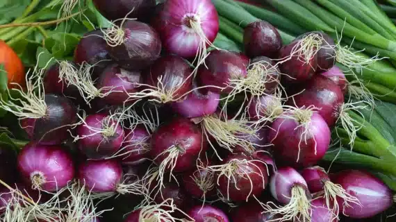 Pupuk Berimbang Pada Tanaman Bawang Merah