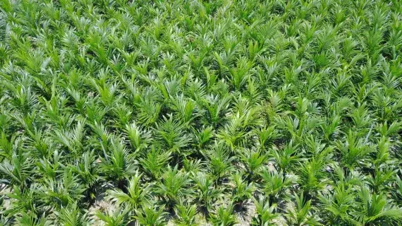 mrnghitung dosis pestisida