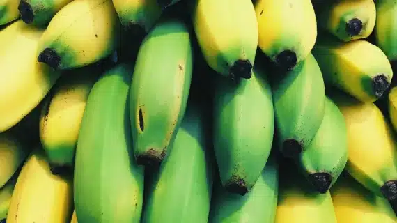 Cara Mencegah Buah Pecah Di Pohon