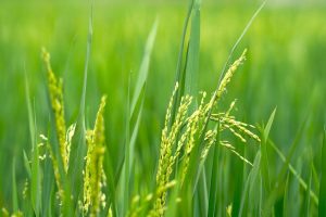 Pengaruh Difenokonazol dan Ziram Terhadap  Produksi Padi Sawah