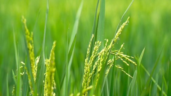 Pengaruh Difenokonazol dan Ziram Terhadap  Produksi Padi Sawah