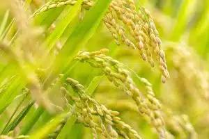 Inilah Fungisida Difenokonazol Pengendali Penyakit Tanaman yang Efektif