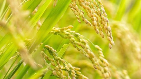 Inilah Fungisida Difenokonazol Pengendali Penyakit Tanaman yang Efektif