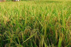 Mengatasi Hama Wereng Padi: Insektisida Wereng Padi Paling Ampuh