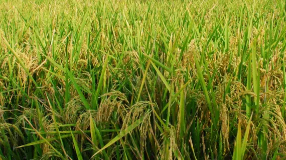 Mengatasi Hama Wereng Padi: Insektisida Wereng Padi Paling Ampuh