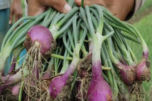 Pengaruh Biostimulan PROPUS pada Tanaman: Manfaat dan Cara Penggunaannya