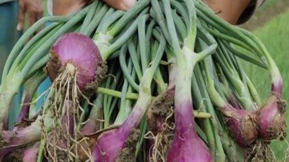 Pengaruh Biostimulan PROPUS pada Tanaman: Manfaat dan Cara Penggunaannya